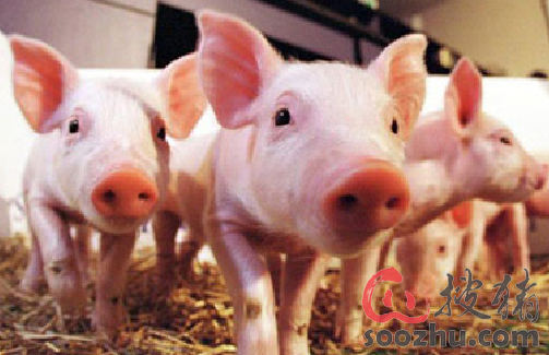 “开云”4月13日肉毛鸡、肉鸡苗最新价格行情(图1) “开云”4月13日肉毛鸡、肉鸡苗最新价格行情(图1)